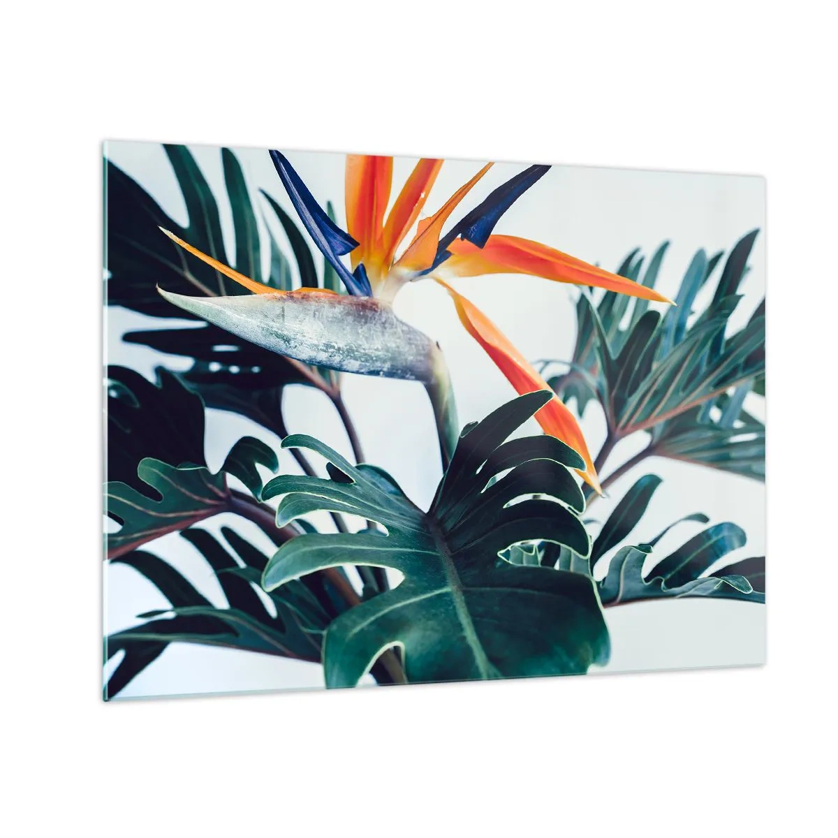 Tablou pe sticlă - Plantă exotică cu floare de pasăre a paradisului - 70x50cm - Tufiș sau pasăre? - Decorațiune modernă pentru perete pentru living și dormitor ARTTOR