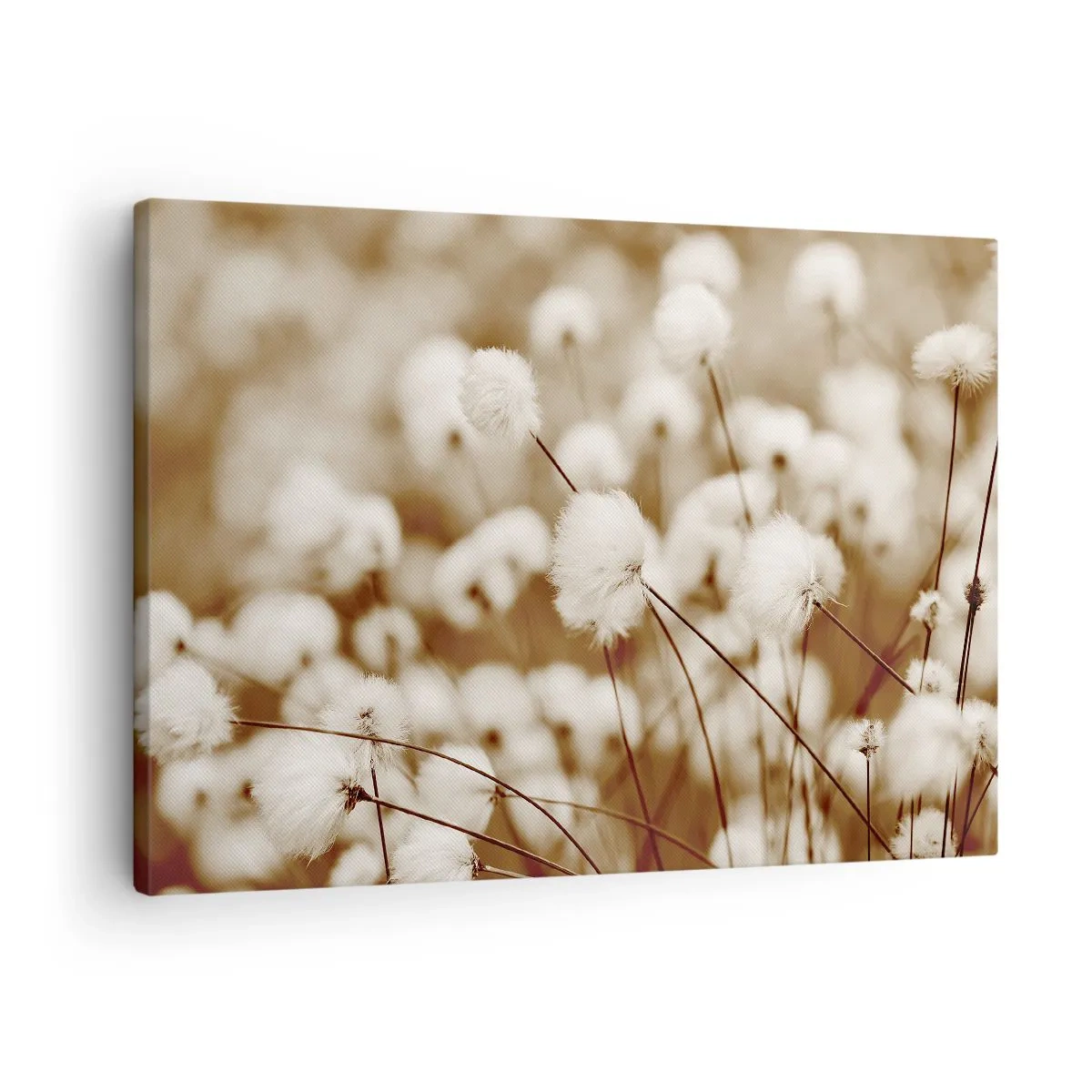 Tablou pe pânză Canvas - Un câmp de plante delicate în nuanțe sepia - 70x50cm - Câmp pufos - Decorațiune modernă pentru perete pentru living și dormitor ARTTOR