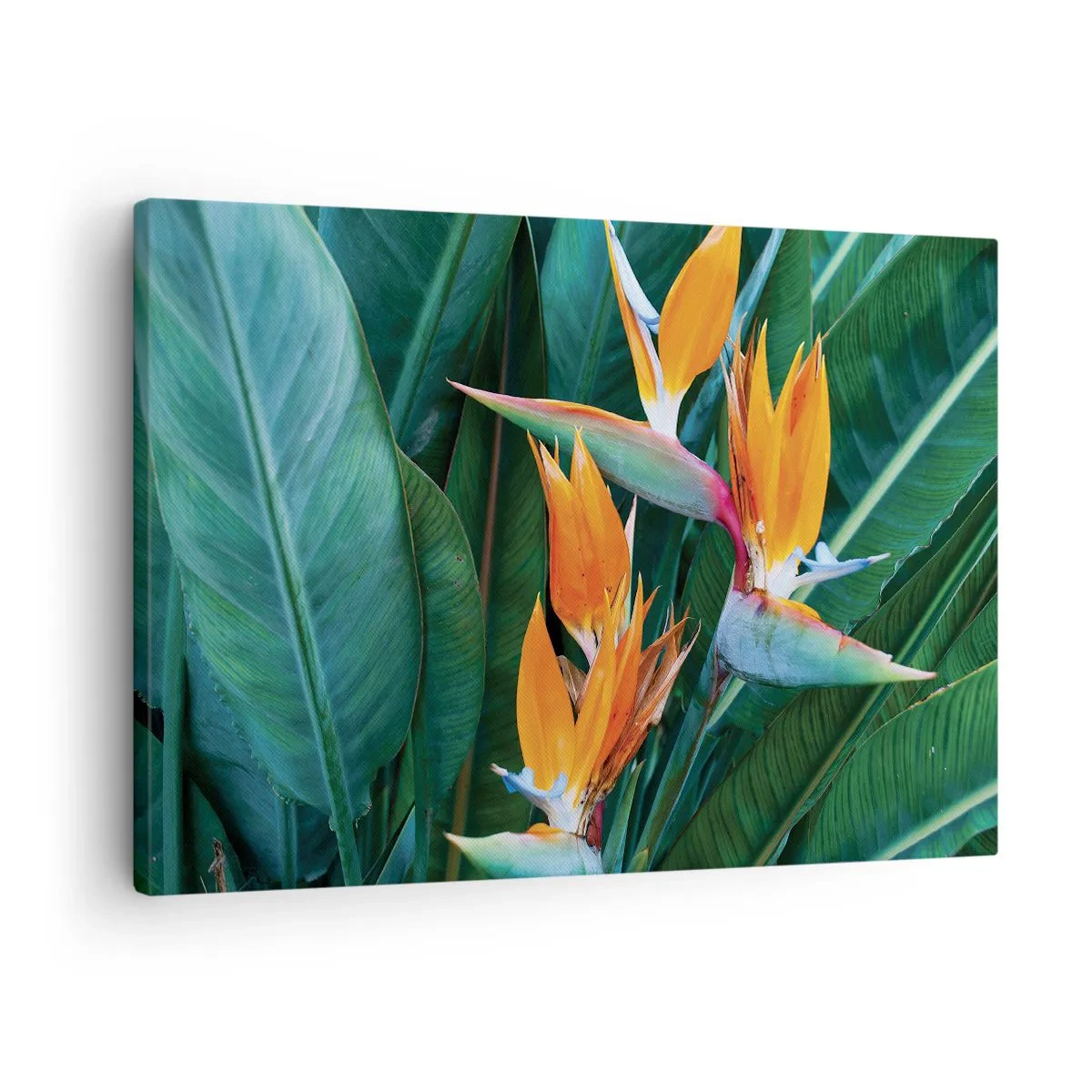 Tablou pe pânză Canvas - Flori exotice de strelitzia înconjurate de frunze verzi - 70x50cm - Este o floare sau o pasăre? - Decorațiune modernă pentru perete pentru living și dormitor ARTTOR
