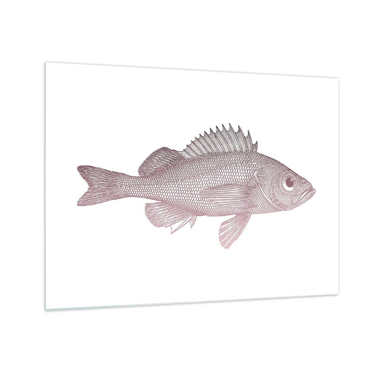 Tablou pe sticlă - Grafică a unui pește cu un ochi mare în stil retro pe fundal alb - 70x50cm - Pește cu ochi mari - Decorațiune modernă pentru perete pentru living și dormitor ARTTOR