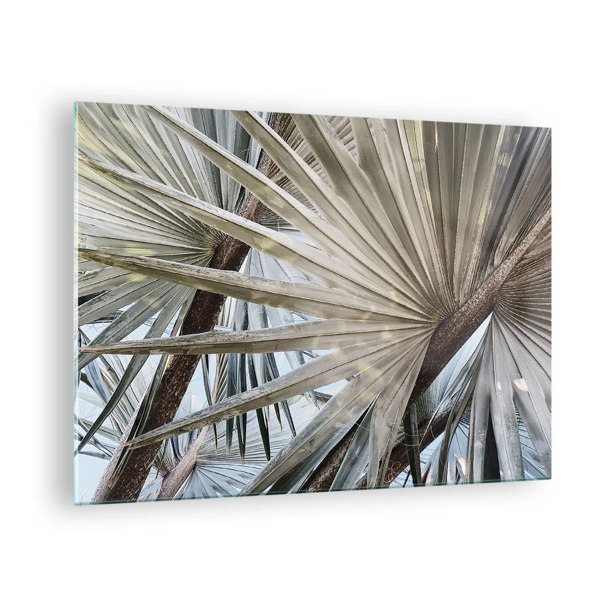 Tablou pe sticlă - Frunze de palmier în lumina zilei - 70x50cm - Evantaie din tropice - Decorațiune modernă pentru perete pentru living și dormitor ARTTOR