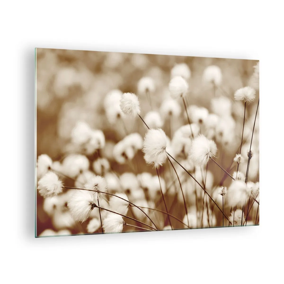 Tablou pe sticlă - Un câmp de iarbă pufoasă în nuanțe de sepia - 70x50cm - Câmp pufos - Decorațiune modernă pentru perete pentru living și dormitor ARTTOR