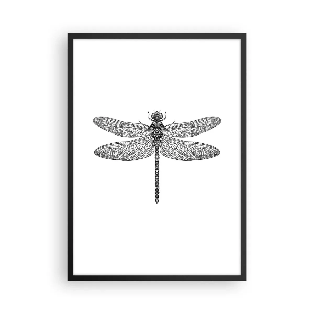 Poster în ramă neagră - Ilustrație alb-negru a unei libelule pe fundal alb - 50x70cm - Precizia naturii - Decorațiune modernă pentru perete pentru living și dormitor ARTTOR