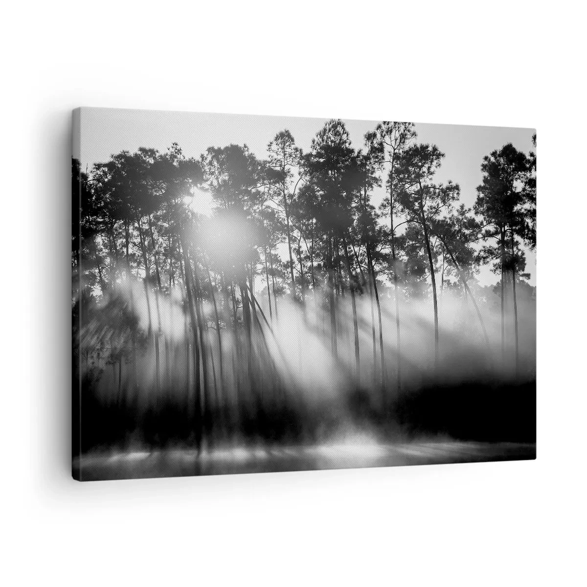Tablou pe pânză Canvas - Pădure alb-neagră în ceața dimineții - 70x50cm - Soare de neoprit - Decorațiune modernă pentru perete pentru living și dormitor ARTTOR