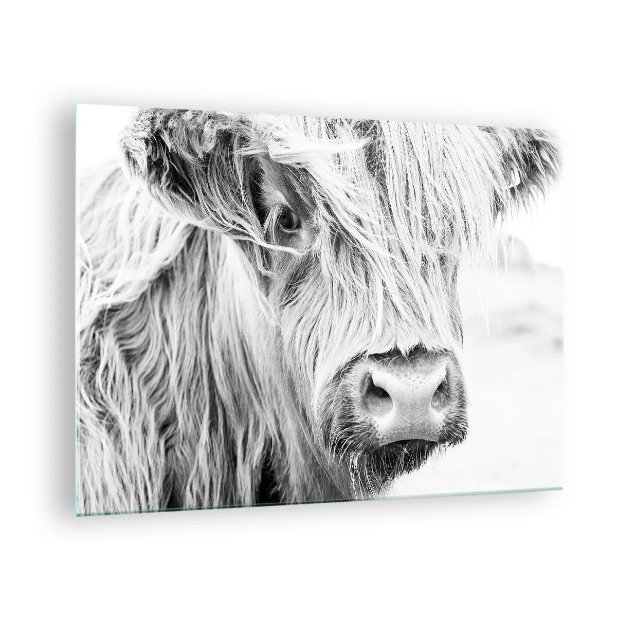 Tablou pe sticlă - Prim-plan al unei vite scoțiene cu păr lung, în alb și negru - 70x50cm - Sălbăticie scoțiană - Decorațiune modernă pentru perete pentru living și dormitor ARTTOR