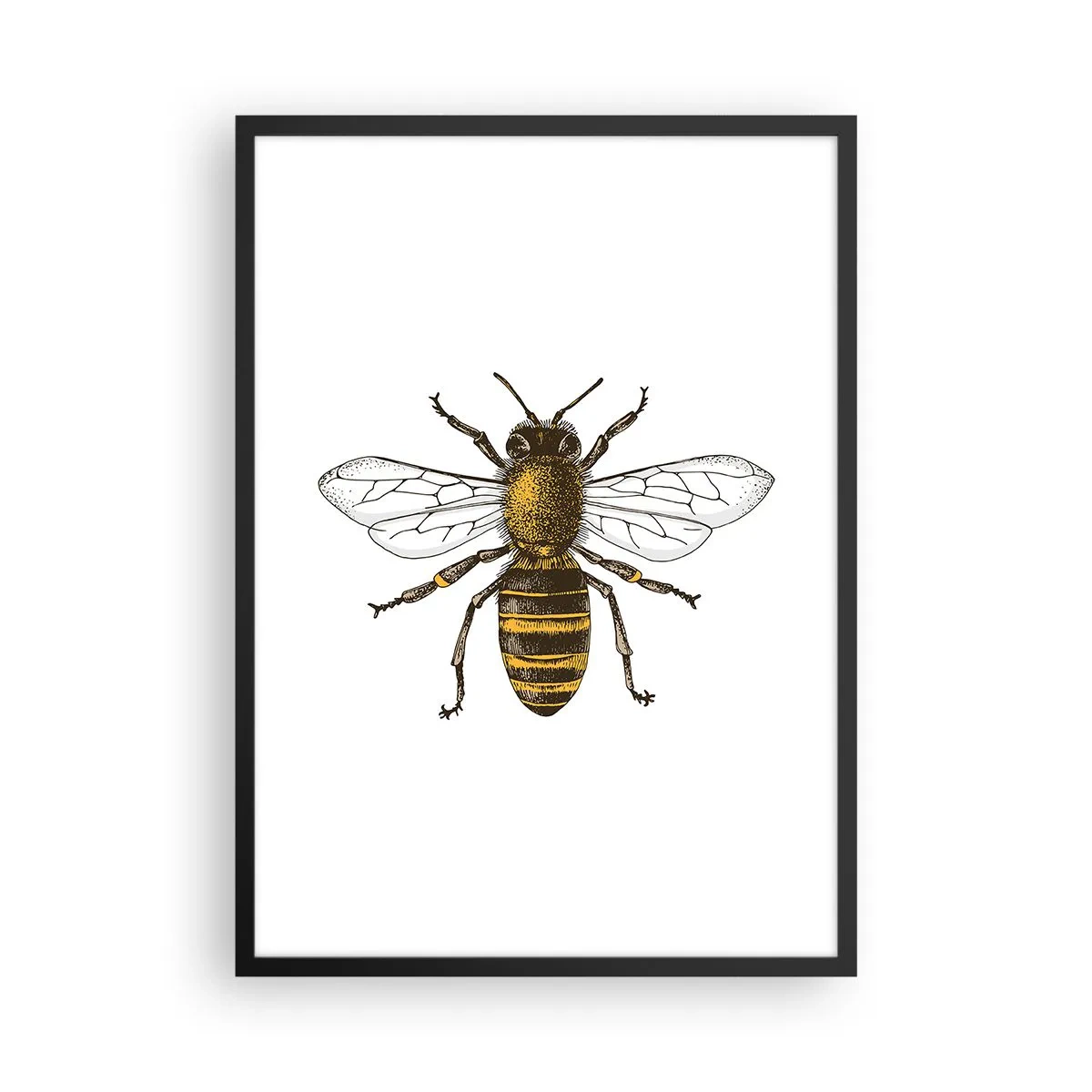 Poster în ramă neagră - Ilustrație detaliată a albinei vintage - 50x70cm - Frumoasă și bună - Decorațiune modernă pentru perete pentru living și dormitor ARTTOR
