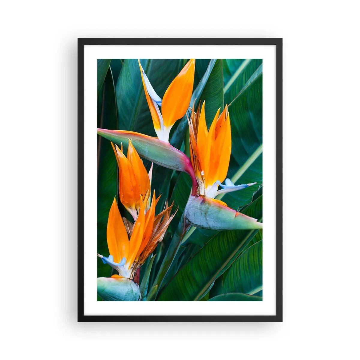 Poster în ramă neagră - Flori de Strelitzia înconjurate de frunze verzi - 50x70cm - Este o floare sau o pasăre? - Decorațiune modernă pentru perete pentru living și dormitor ARTTOR