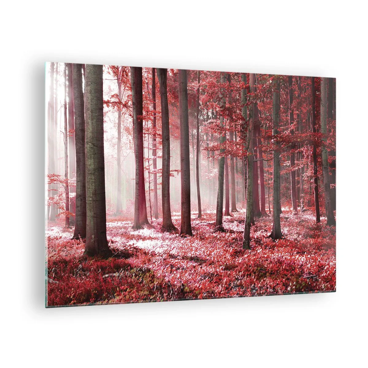 Tablou pe sticlă - Pădure de toamnă în culori roșii și ceață de dimineață - 70x50cm - Roșie este la fel de frumoasă - Decorațiune modernă pentru perete pentru living și dormitor ARTTOR