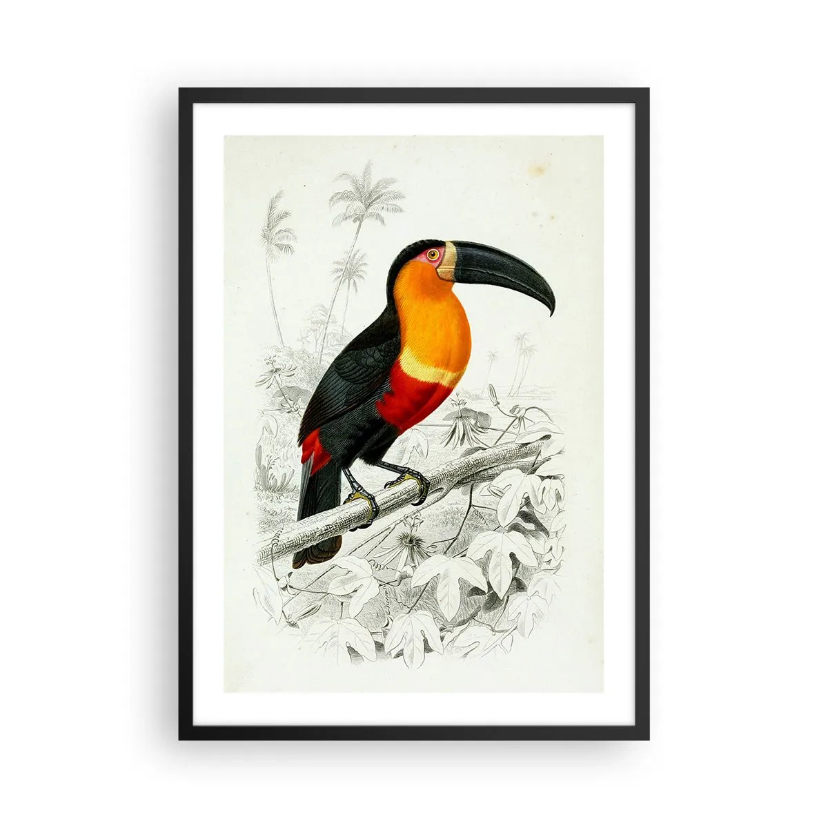 Poster în ramă neagră - Portret de papagal - 50x70cm - Culori de păsări - Decorațiune modernă pentru perete pentru living și dormitor ARTTOR