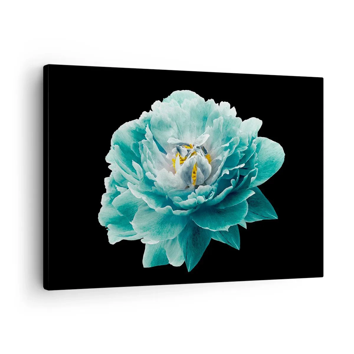 Tablou pe pânză Canvas - floare de bujor turcoaz pe fundal negru - 70x50cm - Petale albastre și aurii - Decorațiune modernă pentru perete pentru living și dormitor ARTTOR